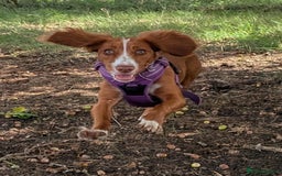 Cocker Spaniel dogs for sale: Working Cocker Spaniel 7 Months Old - Image 8