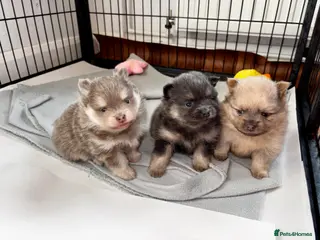 Pomeranian dogs Rare KC Lilac, Blue and Blue Sable Pups! - Advert 6