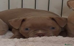American Bully dogs for sale: Champagne, Chocolate, Merle Micro Pocket Bullys  in Wilmslow - Image 2