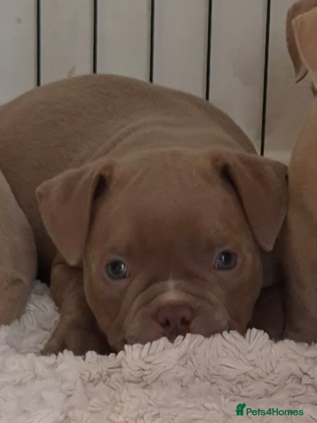 American Bully dogs for sale: Champagne, Chocolate, Merle Micro Pocket Bullys  in Wilmslow - Image 2
