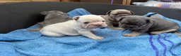 French Bulldog dogs for sale: French bulldog  in Maidstone - Advert 18