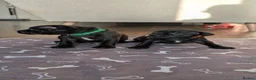 Staffordshire Bull Terrier dogs for sale: *REDUCED* Registered Staffordshire Bull Terrier  - Advert 13