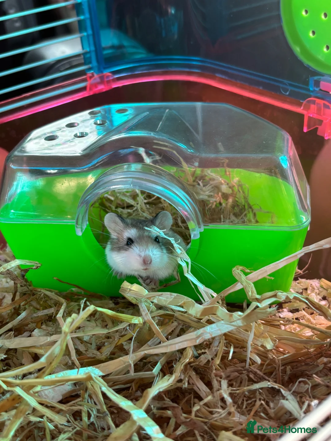 Hamster rodents for sale: Dwarf hamster in Nottingham - Advert 3