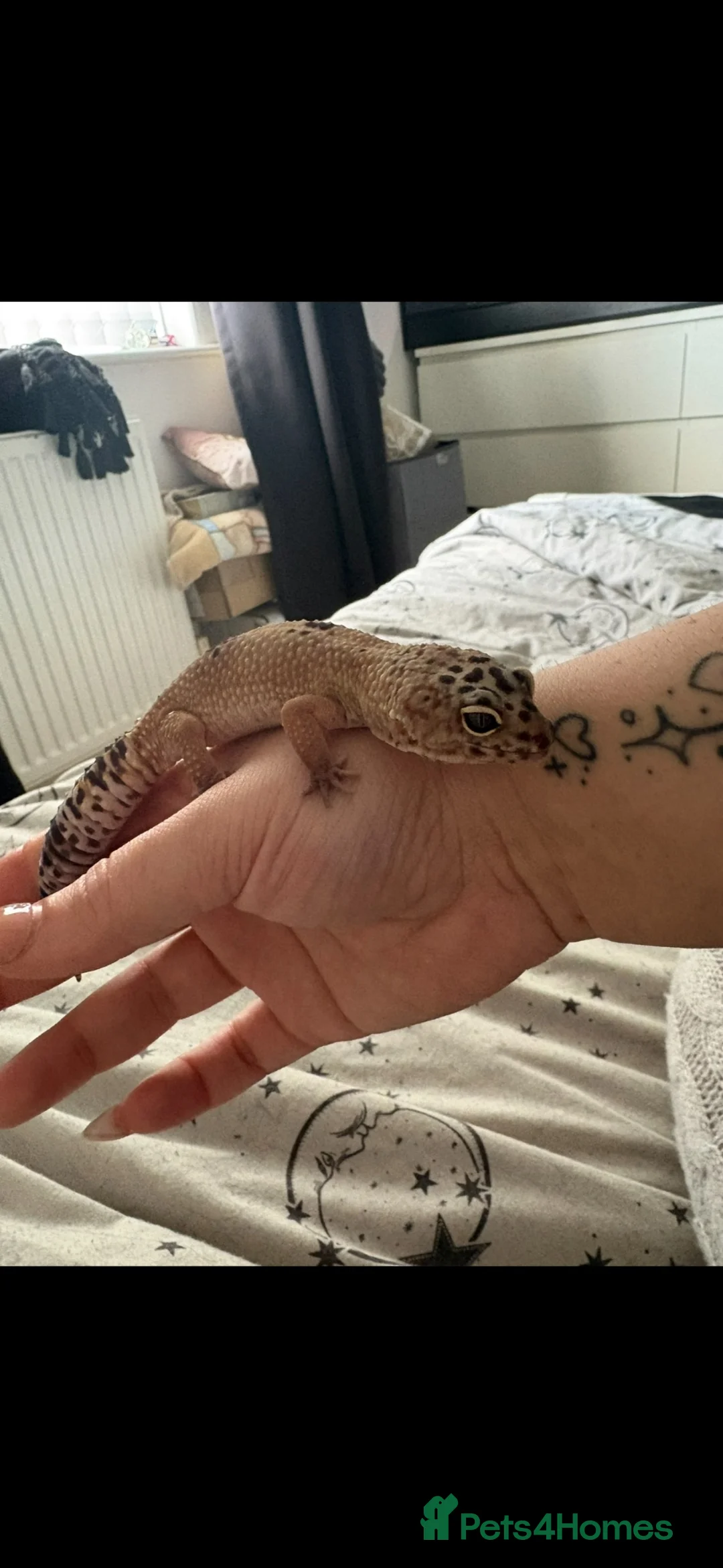 Leopard Gecko reptiles for sale: Leopard gecko with Viv for sale  in Leeds - Advert 4