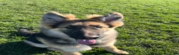 German Shepherd dogs for sale: 6 month old German Shepherd in London - Advert 5