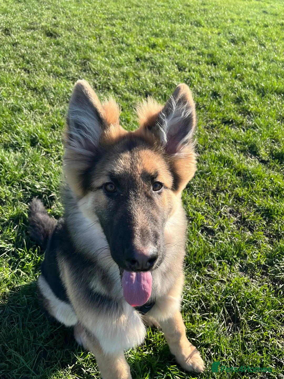 German Shepherd dogs for sale: 6 month old German Shepherd in London - Advert 5