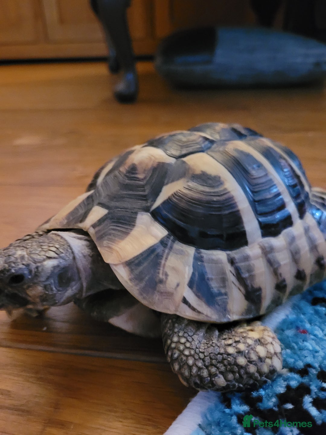 Tortoise reptiles for sale: Hermanns with full bespoke set up - Advert 1