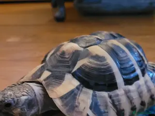 Tortoise reptiles Hermanns tortoise - Harry - Advert 7