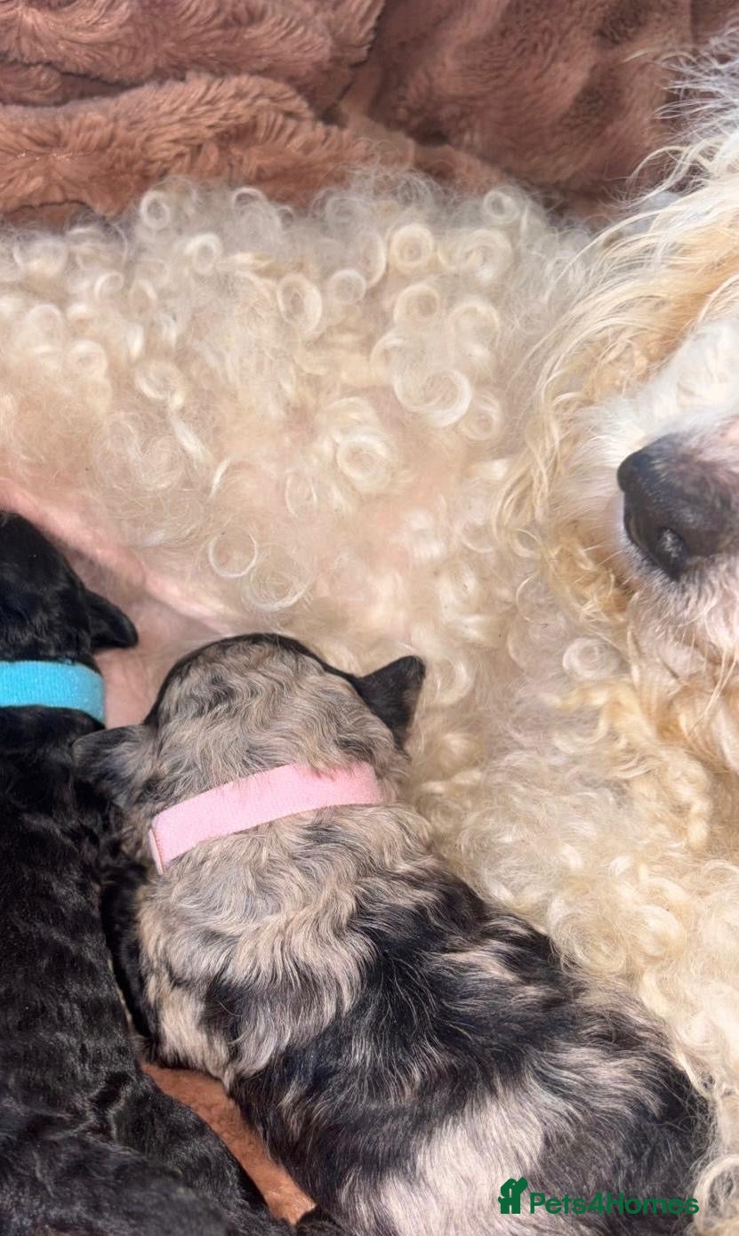 Cavapoo dogs BEAUTIFUL F1B CAVAPOO PUPPIES - Advert 1