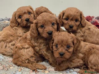 Cavapoo dogs Gorgeous Red Cavapoo Puppies - Advert 3