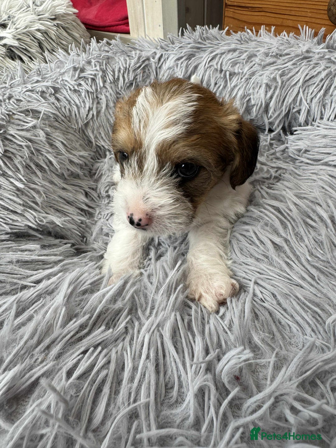Mixed Breed dogs for sale: Jack Russel x Lucas Terrier Puppies - Image 9