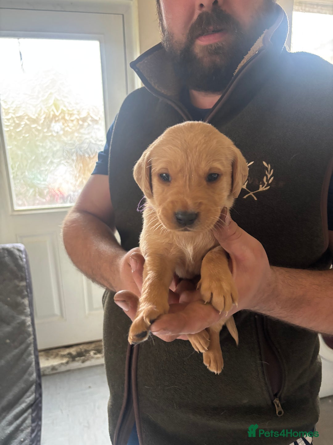 Labrador Retriever dogs for sale: Fox red Labrador - Advert 4