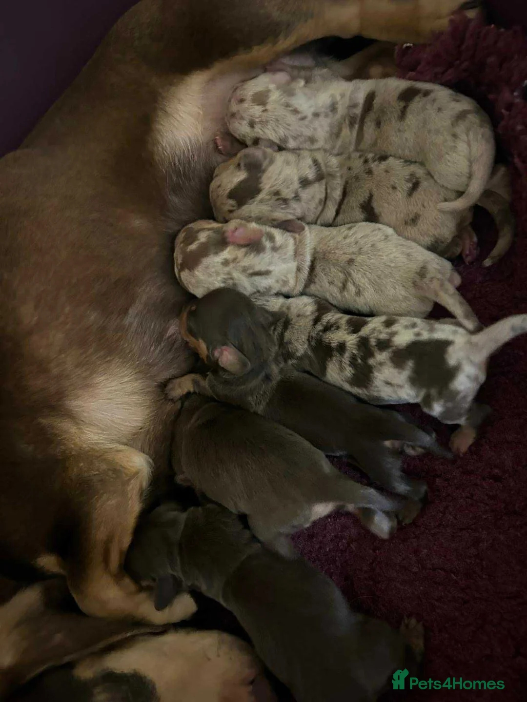 Miniature Dachshund dogs for sale: KC Smooth Coat Miniature Dachshund Puppies - Advert 10