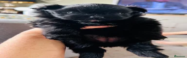 Maltipom 2