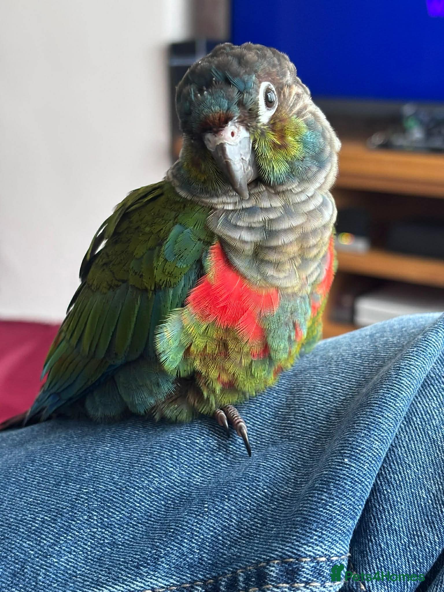 Conures birds Crimson Bellied Conure - Advert 1