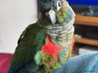 Conures birds Crimson Bellied Conure - Advert 1