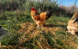 Chickens poultry for sale: Buff Columbian Brahma - Image 4