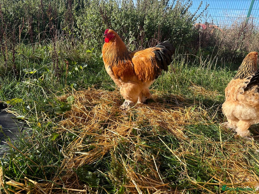 Chickens poultry for sale: Buff Columbian Brahma - Image 4