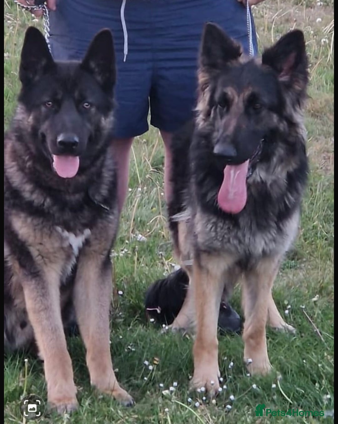 German Shepherd dogs for sale: CUTE 3/4 GERMAN SHEPHERD PUPPIES READY 27th AUGUST - Image 11