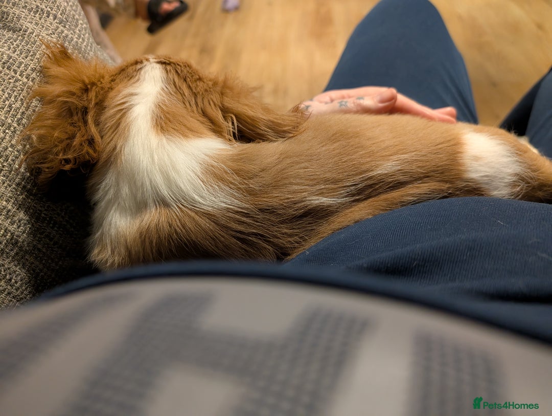 Cavalier King Charles Spaniel dogs for sale: SOLD Fully vaccinated male CKCS puppy  - Image 11