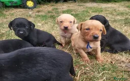 Labrador Retriever dogs for sale: Labrador puppies urgent sale - Image 1