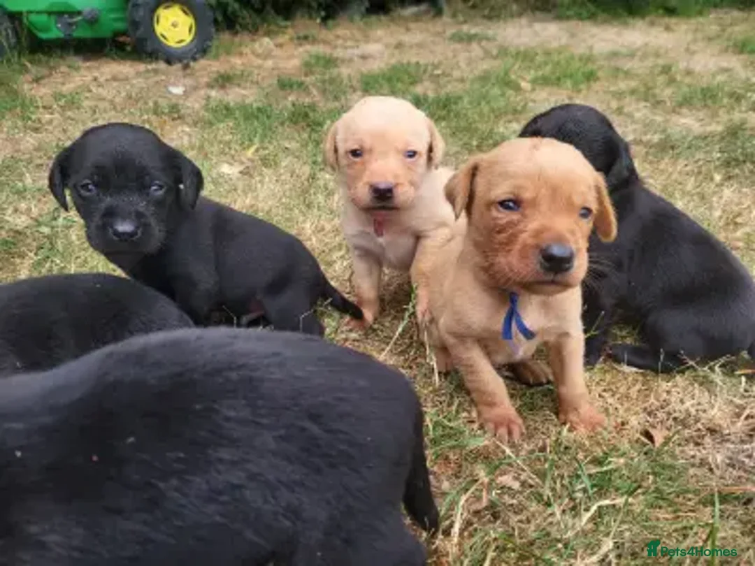 Labrador Retriever dogs for sale: Labrador puppies urgent sale - Image 1