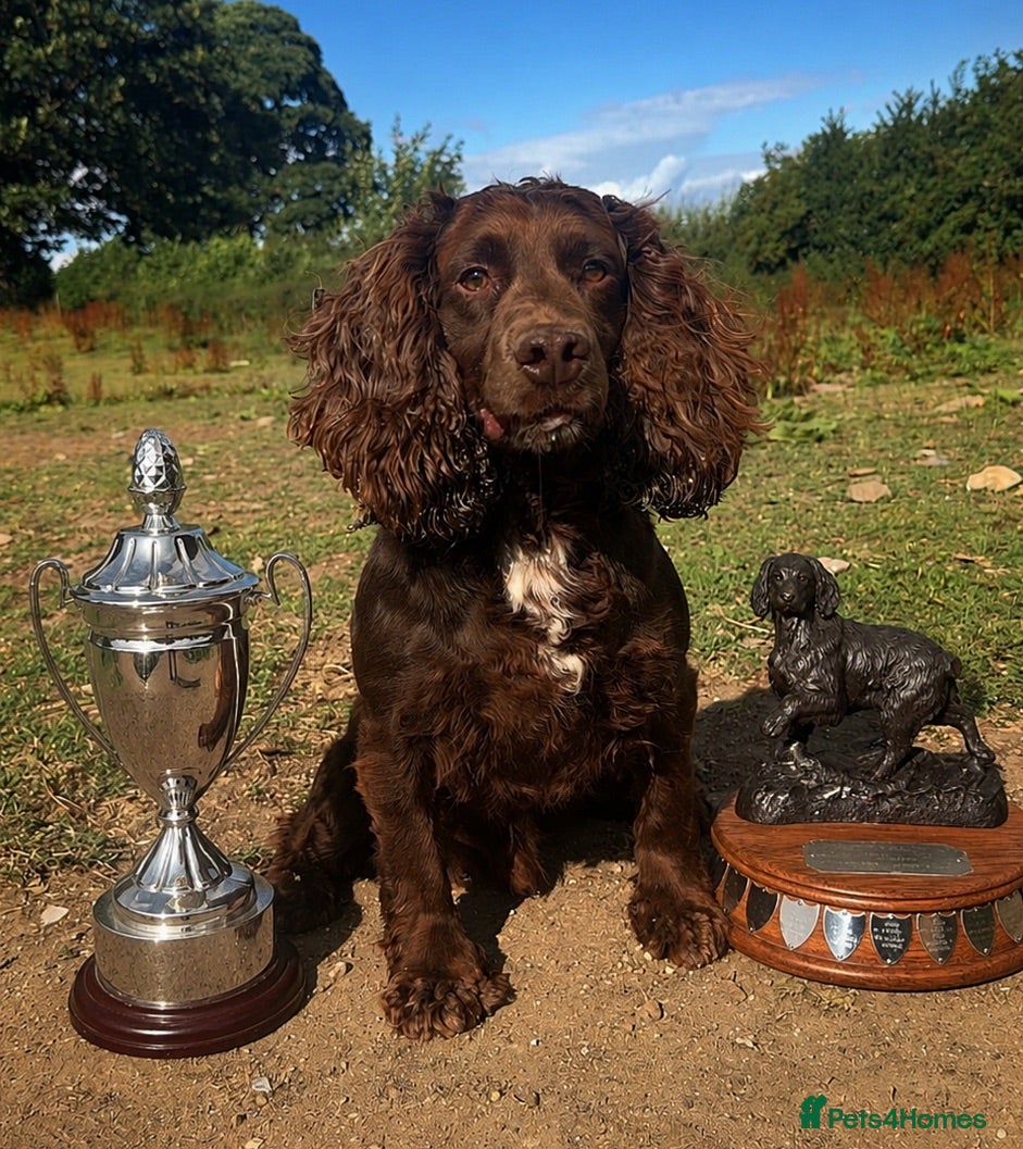 Cocker Spaniel dogs FTCH cocker spaniel for stud  - Advert 1