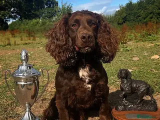 Cocker Spaniel dogs FTCH cocker spaniel for stud - Advert 5