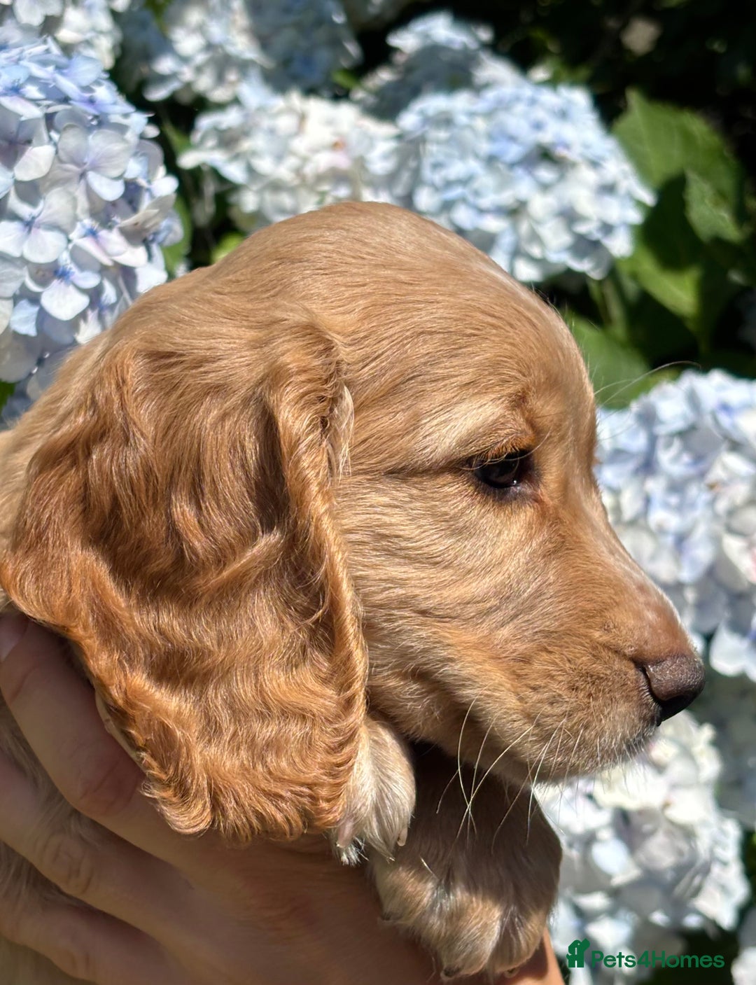 Cocker Spaniel dogs for sale: Stunning KC Reg Working Cocker Spaniels - Image 11