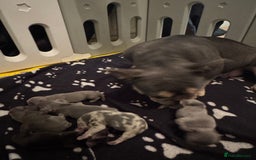 French Bulldog dogs for sale: *REDUCED* Fluffy Carrier French Bulldog - Image 10