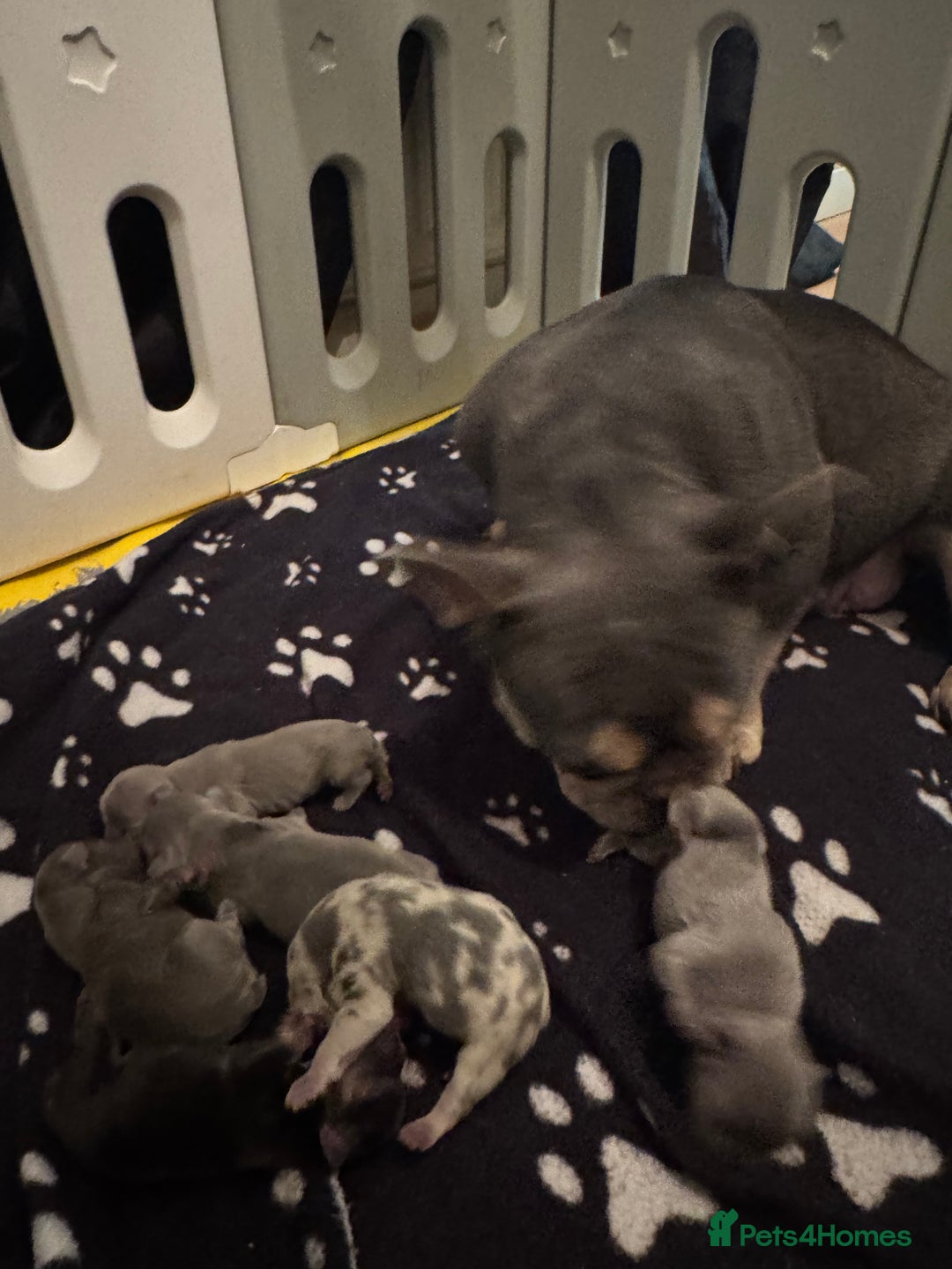 French Bulldog dogs for sale: *REDUCED* Fluffy Carrier French Bulldog - Image 10