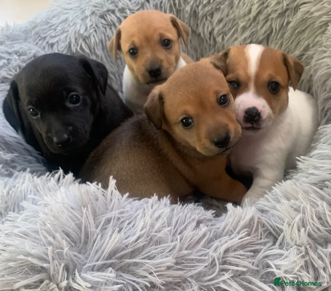 Jack Russell dogs for sale: Jack Russell pups in Arbroath - Advert 2