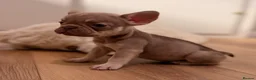 French Bulldog dogs for sale: 🐾 6 Beautiful KC Registered French Bulldog Puppys - Advert 15