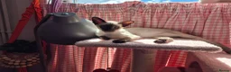 Siamese cats for sale: Male Siamese - Advert 4