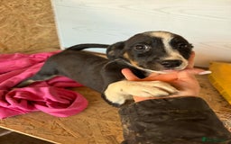 Mixed Breed dogs for adoption: Meet Monica, currently residing in Cheshire  - Image 10