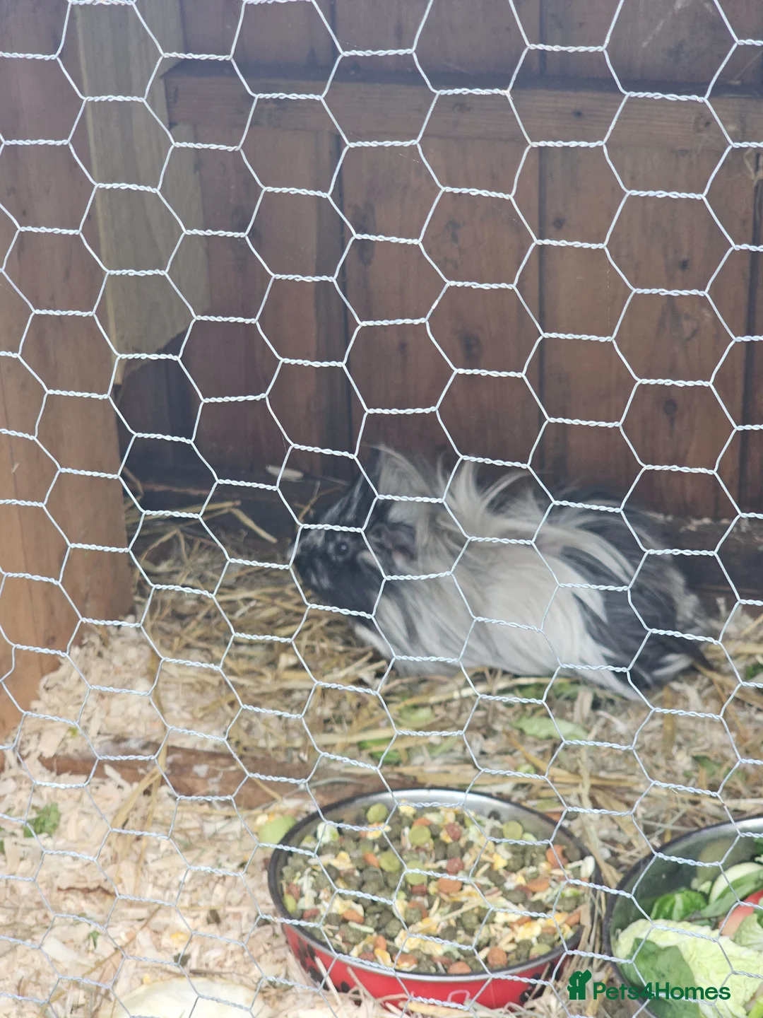 Guinea Pig rodents for sale: Guinea pigs need  good homes only  - Advert 3