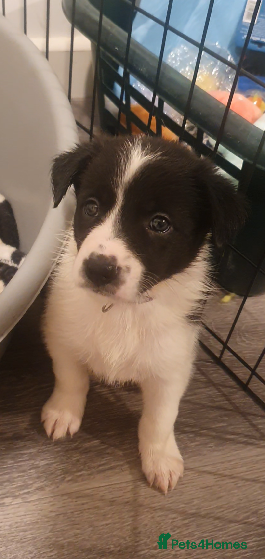 Border Collie dogs Border Collie puppies - Advert 5