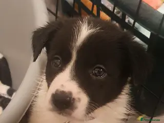 Border Collie dogs Border Collie puppies - Advert 1