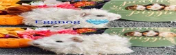 Guinea Pig rodents for sale: Pedigree Lunkarya/Blue/ Dalmation Guinea pigs  - Advert 3