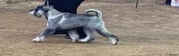 Schnauzer dogs for sale: Standard Schnauzer Puppies - Advert 4