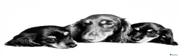 Miniature Dachshund dogs for sale: Longhaired Miniature Dachshund Puppies - Advert 6