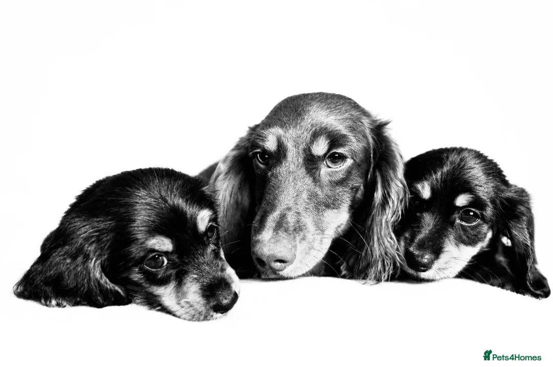 Miniature Dachshund dogs for sale: Longhaired Miniature Dachshund Puppies - Advert 6