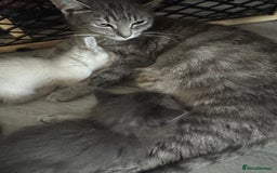Ragdoll cats for sale: 2 Ragdoll Cross Kittens. Ready Now - Image 4