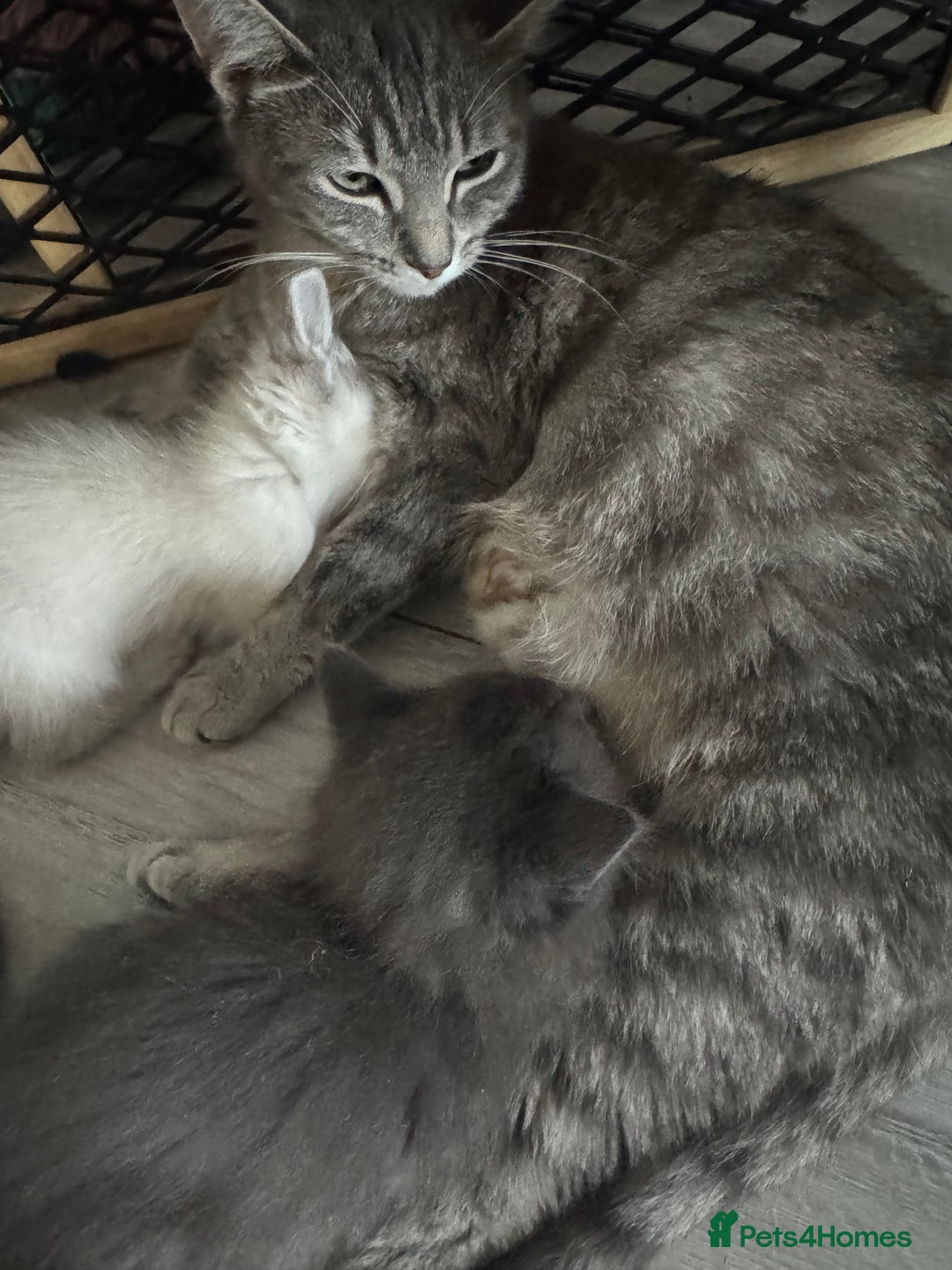 Ragdoll cats for sale: 2 Ragdoll Cross Kittens. Ready Now - Image 4
