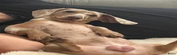 Mixed Breed dogs for sale: Isabella lilac cross bully / miniature dachshunds in Stockport - Advert 5