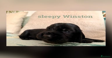 Cocker Spaniel dogs - Advert 3