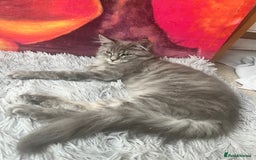 Maine Coon cats for sale: Last 2 boys left   - Image 11