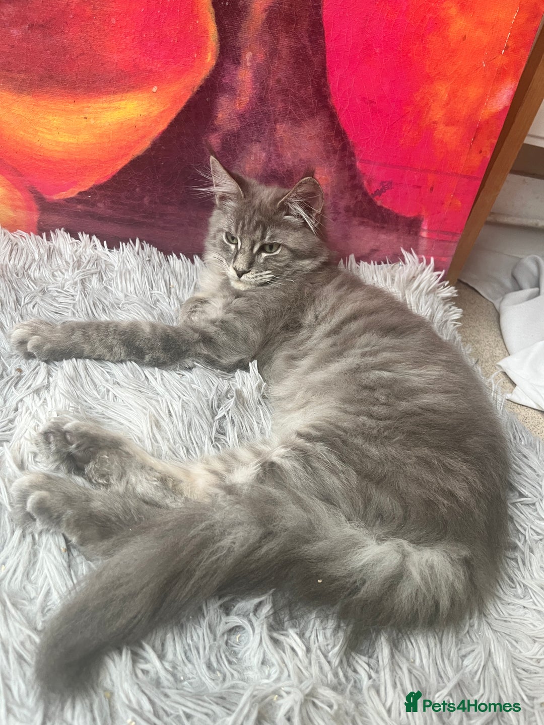 Maine Coon cats for sale: Last 2 boys left   - Image 11