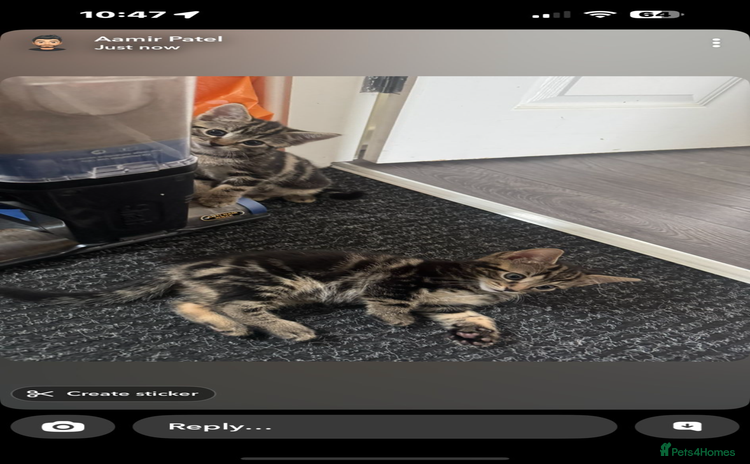 Domestic Shorthair cats - Advert 4