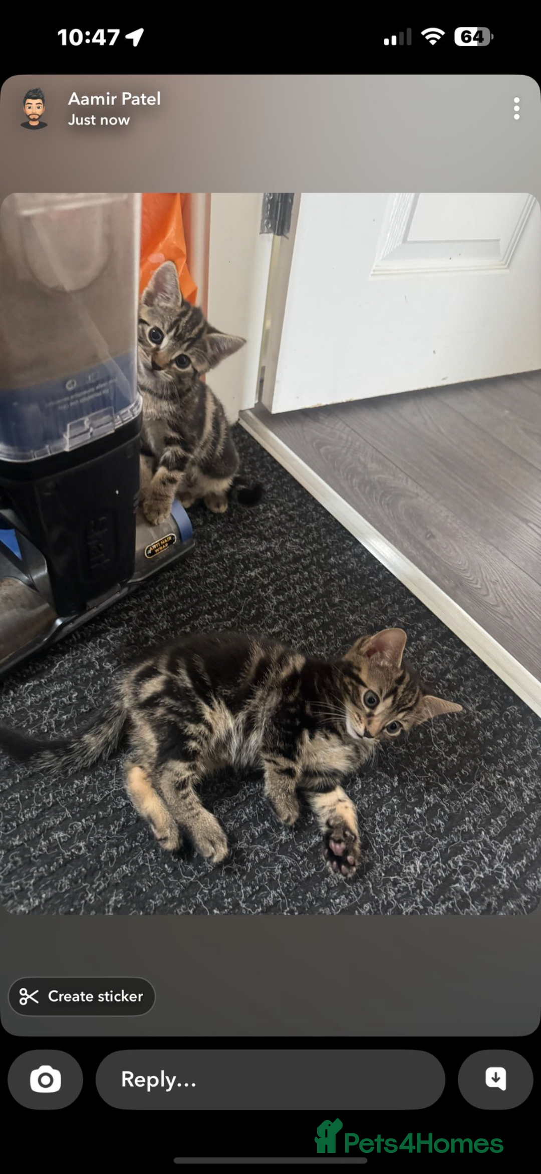 Domestic Shorthair cats for sale: kittens  - Image 1